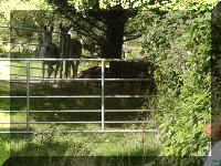 mvc-193s.jpg (108363 bytes)