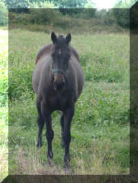 mvc-201s.jpg (242619 bytes)